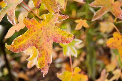 Liquidambar styraciflua 'Silver King' - ambroň západní - list podzim